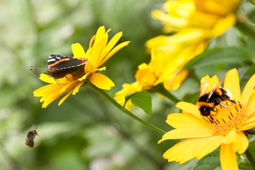 Red admiral butterfly and bumble bees on false sunflowers or Heliopsis helianthoides in the garden in summer - horizontal
