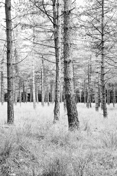 Pine forest in summer with grass tapestry - black and white - vertical
