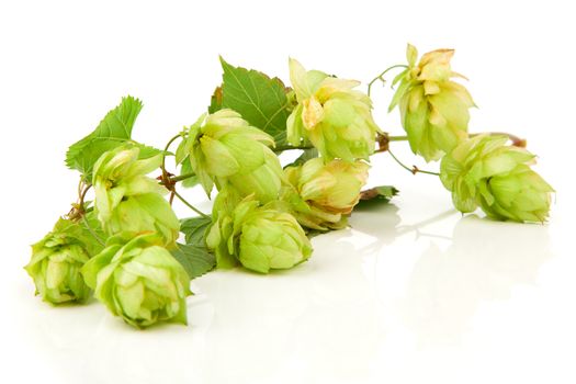Blossoming hop with leaves on a white background