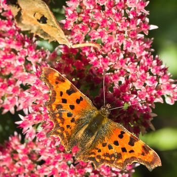 Comma butterfly or Polygonia c-album feeding on Sedum flowers in summersun