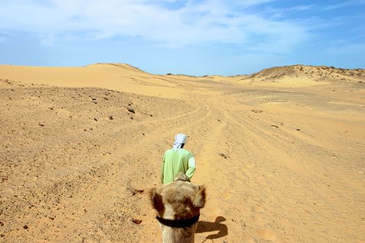 Bedouin guide with a camel in the sandy and deserted dunes in the Libyan desert.