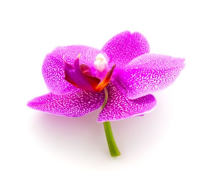orchid on the white background