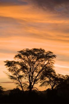 Landscape at sunset on Etosha Park in Namibia.