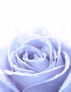 Blue rose closeup with water drops