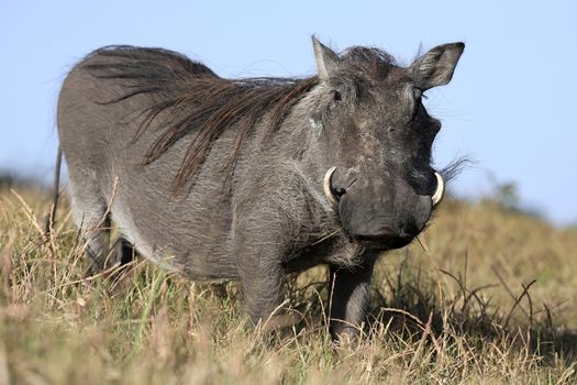 Warthog with ugly face and coarse body hair