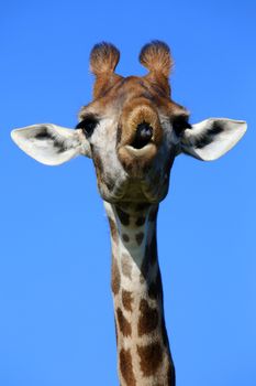 Giraffe with a funny face looking like it is talking