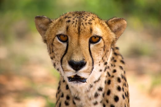 Close-up of cheetah in Harnas Foundation, Namibia.