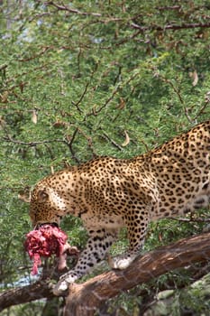 Wild leopard walking on a tree with meat in his mouth. Harnas Foundation  Namibia, 2009.