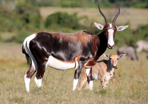 Bontebok antelope with it's baby standing on the African grassland