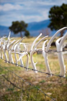 Death Deer Antlers on a fence with the nature in the background, Nevada