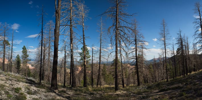 Burned forest in Bryce Canyon National Park with a blue sky in the background