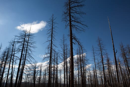 Burned forest in Bryce Canyon National Park with a blue sky in the background