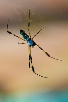 Close up of a Golden Orb Spider in its web in Costa Rica.