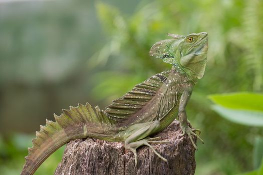 Green Iguana sitting in Costa Rica with green and blurred background