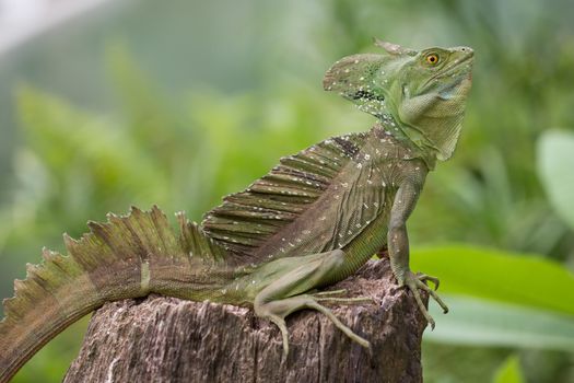 Green Iguana sitting in Costa Rica with green and blurred background