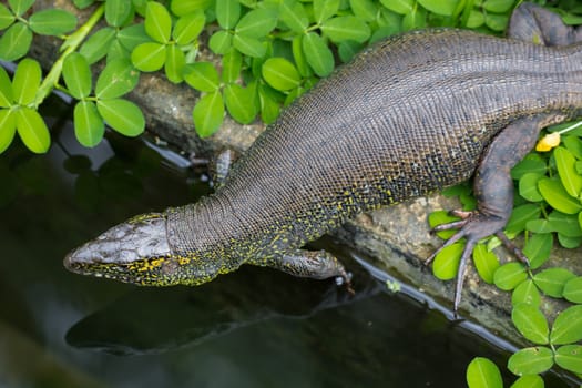 Green iguana in a serpentarium in Costa Rica