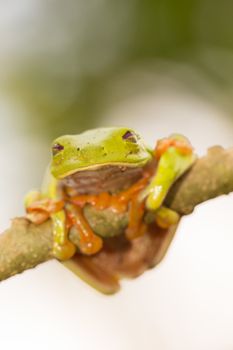A macro shot of a Red-Eyed Tree Frog (Agalychnis callidryas) sitting along a tree branch