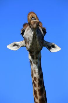 Giraffe with a funny face looking like it is talking