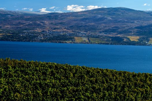 Gray Monk Vineyard with Lake Okanagan in the middle ground and Little White Mt