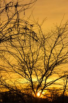 Golden rays shining down throw tree branch in Amsterdam, The Netherlands