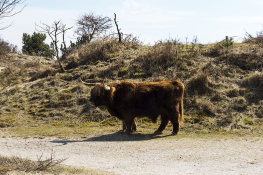 Cattle scottish Highlanders, Zuid Kennemerland, Netherlands