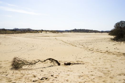 Sand landscape, National Park Zuid Kennemerland, The Netherlands