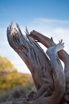 Dead branch on the ground at the Arches national park