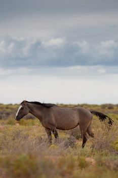 Wild Horse In Utah close by the Monument Valley, within the Navajo Indians Reserve