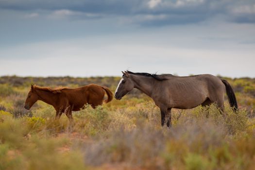 Wild Horses In Utah close by the Monument Valley, within the Navajo Indians Reserve
