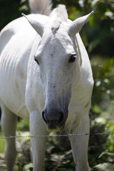 Horse looking at camera in Costa Rica