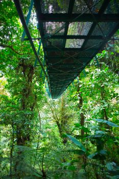 A hanging bridge in the monteverde cloudforest, Costa Rica