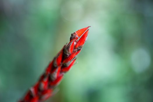 Tropical flower in Costa Rica with blurred background