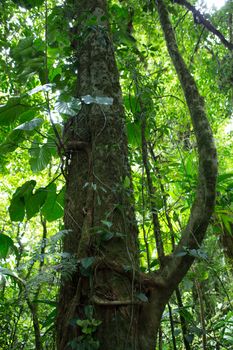 Santa Elena Cloud Forest in Costa Rica