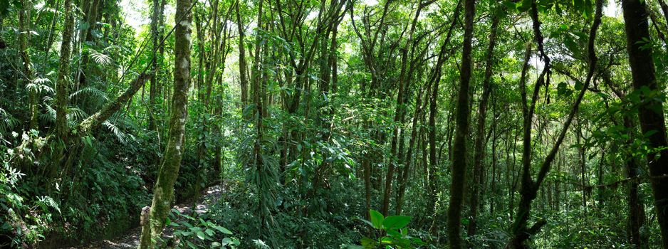 Panoramic view of the Santa Elena Cloud Forest in Costa Rica