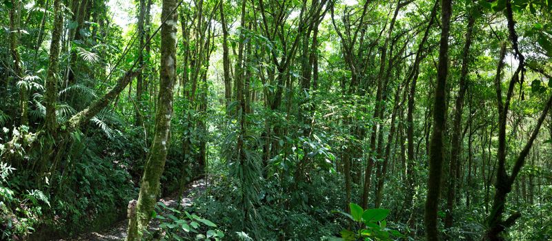 Panoramic view of the Santa Elena Cloud Forest in Costa Rica