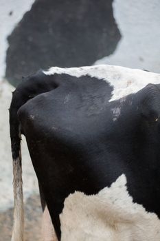 Close up of the back of the cow in Costa Rica