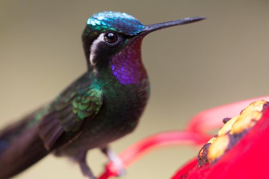 A hummingbird resting at a water point in Costa Rica