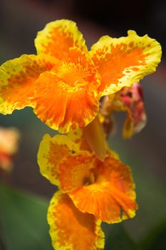 Tropical flower in Costa Rica with blurred background