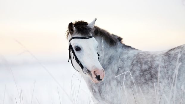 Portrait of a gray pony in the field in the winter. The mare walks in the winter. Gray little horse. Stallion on walk.