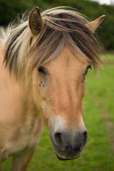 Pretty Horse in the field