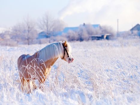 Beige pony in the field in the winter. Beige little horse. Stallion on walk.
