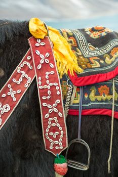Road of the Friendship, Detail of a Yak at the Namtso Lake in Tibet, China