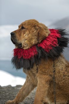 Closeup of tibetan mastiff at Yamdrok lake in Tibet, China