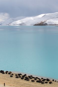 A man and his group of yaks with mountain walking along the lake