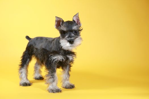 Cute Little Minuature Schnauzer Puppy Dog