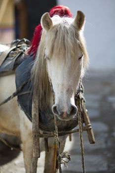 Horse head with blurred background in TIbet