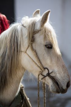 Horse head with blurred background in TIbet