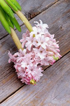 Two Beauty Pink Hyacinths with Stems and Droplets closeup on Rustic Wooden Planks