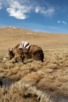 Grazing yaks in spring on the Friendship road Tibet, China