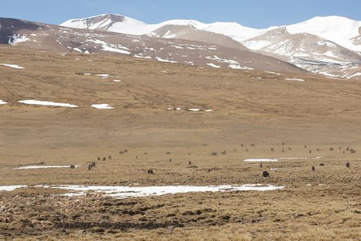 Herd of yaks grazing in the Himalaya on the Friendship Road going to Kathmandu, Tibet, China